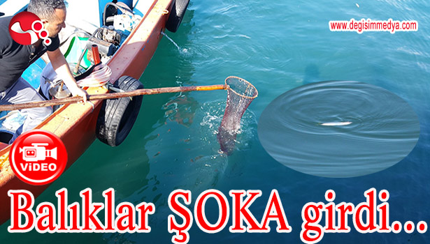 BALIKLAR SOĞUKTAN ÇATLADI, BALIKÇILAR BAYRAM YAPTI