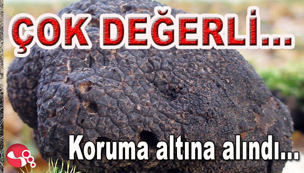 ÇOK DEĞERLİ... KORUMA ALTINA ALINDI...