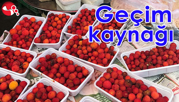 ENDİREK MEYVESİ GEÇİM KAYNAĞI OLDU