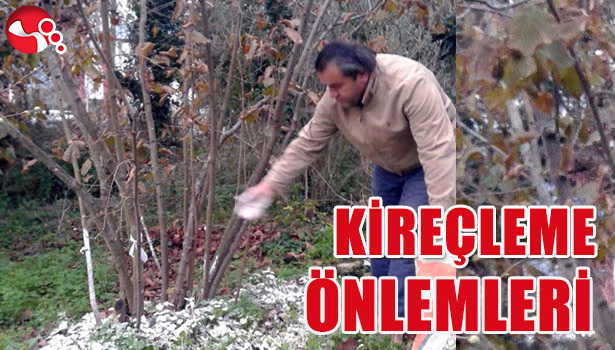 FINDIKTA KİREÇLEME ÖNLEMLERİ...