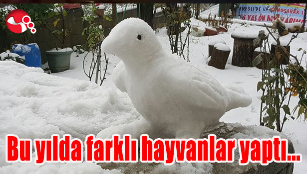 BU YILDA FARKLI HAYVANLAR YAPTI...