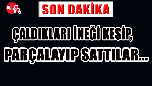 ÇALDIKLARI İNEĞİ KESİP, PARÇALAYIP SATTILAR...