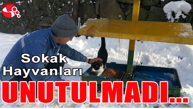 SOKAK HAYVANLARI UNUTULMADI...