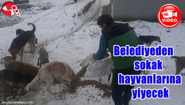 BELEDİYEDEN SOKAK HAYVANLARINA YİYECEK...