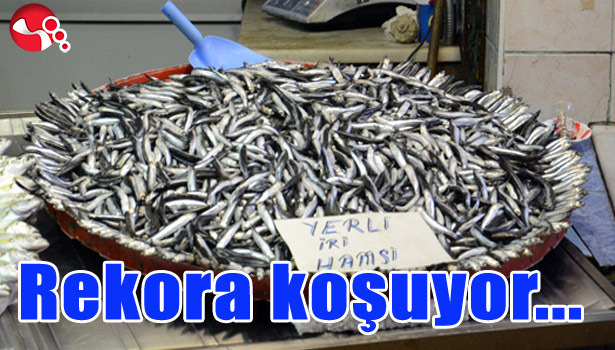 HAMSİ REKORA KOŞUYOR...