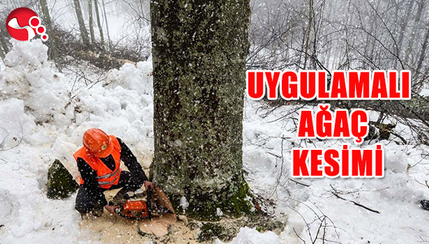 UYGULAMLI AĞAÇ KESİMİ...
