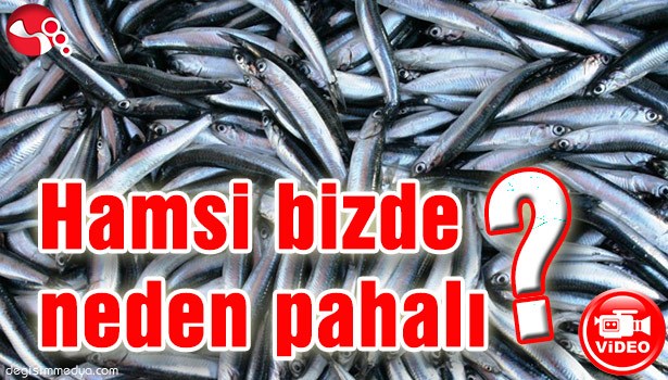 HAMSİ BİZDE NEDEN PAHALI?