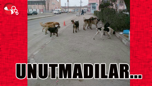 UNUTMADILAR...