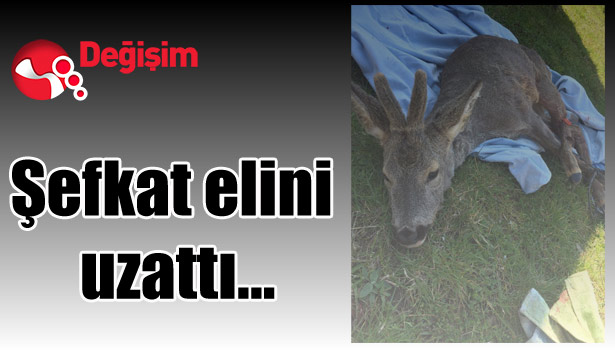 Şefkat elini uzattı...