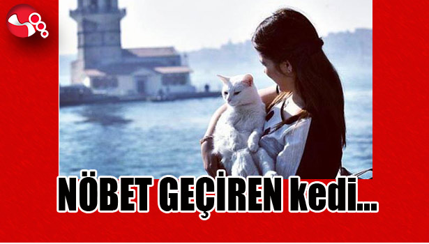 NÖBET GEÇİREN kedi...