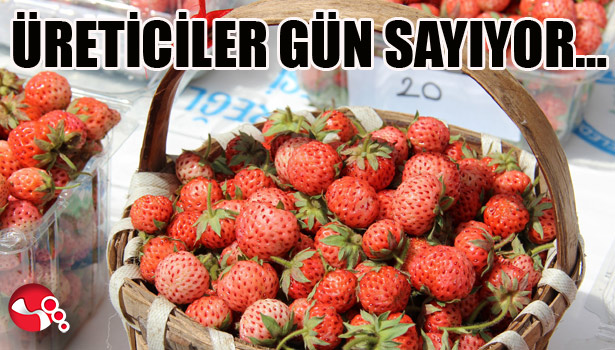 ÜRETİCİLER GÜN SAYIYOR...