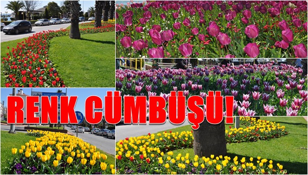 Renk cümbüşü...