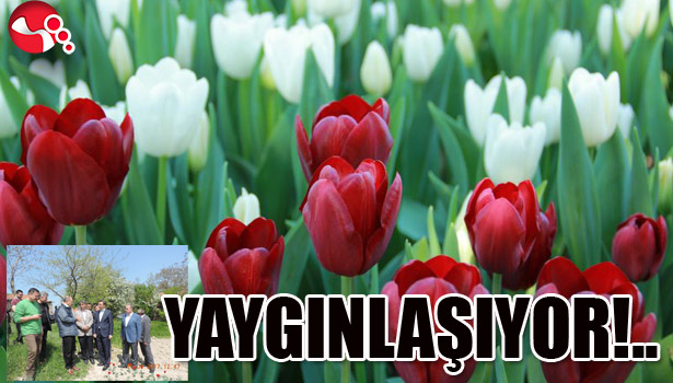 LALE YETİŞTİRİCİLİĞİ YAYGINLAŞIYOR!