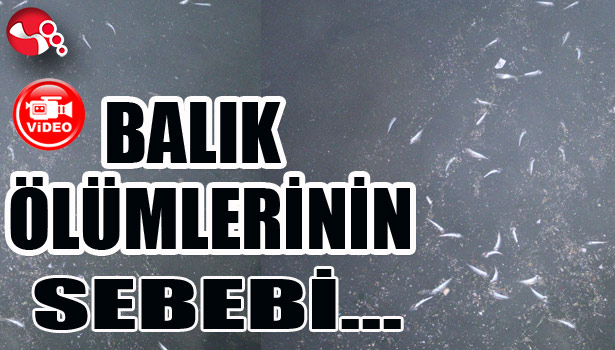 BALIK ÖLÜMLERİNİN SEBEBİ ORTAYA ÇIKTI...