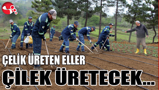 ÇELİK ÜRETEN ELLER ÇİLEK ÜRETECEK...
