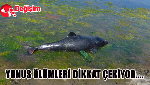 YUNUS ÖLÜMLERİ DİKKAT ÇEKİYOR....