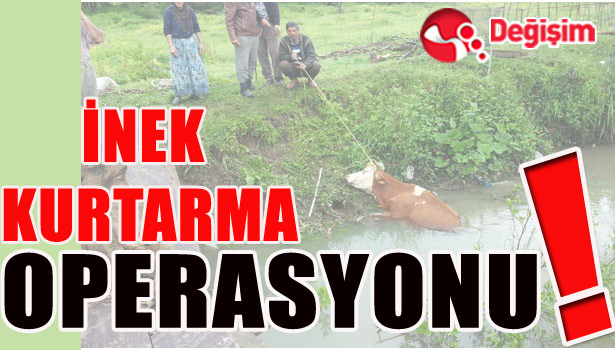 İNEK KURTARMA OPERASYONU!..