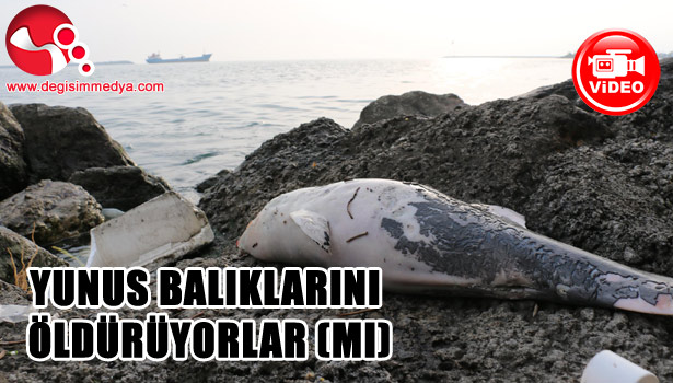 YUNUS BALIKLARINI ÖLDÜRÜYORLAR (MI)