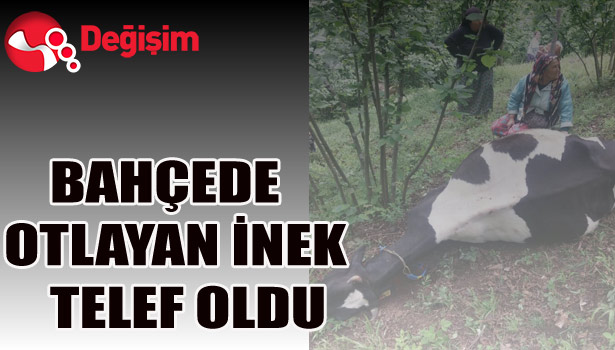 BAHÇEDE OTLAYAN İNEK TELEF OLDU