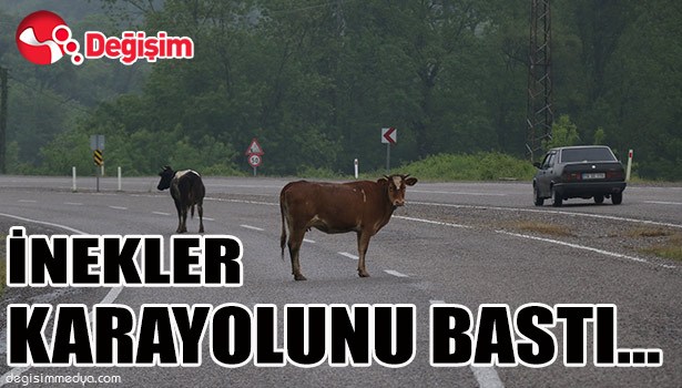 İNEKLER KARAYOUNU BASTI...