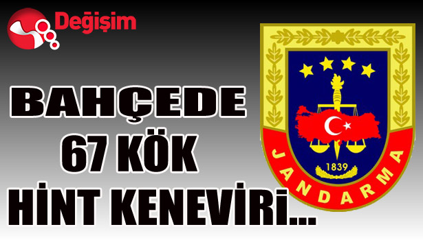 BAHÇEDE 67 KÖK HİNT KENEVİRİ...