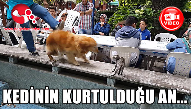KEDİNİN KÖPEKTEN KURTARILDIĞI AN...