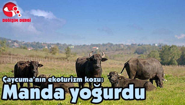 Çaycuma'nın ekoturizm kozu: Manda yoğurdu