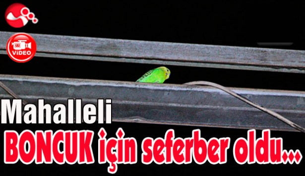Mahalleli BONCUK için seferber oldu...
