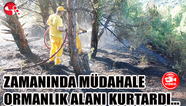 ZAMANINDA MÜDAHALE ORMANLIK ALANI KURTARDI...