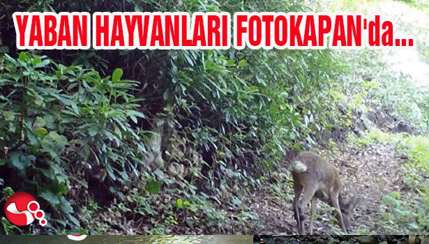 YABAN HAYVANLARI FOTOKAPAN'da...