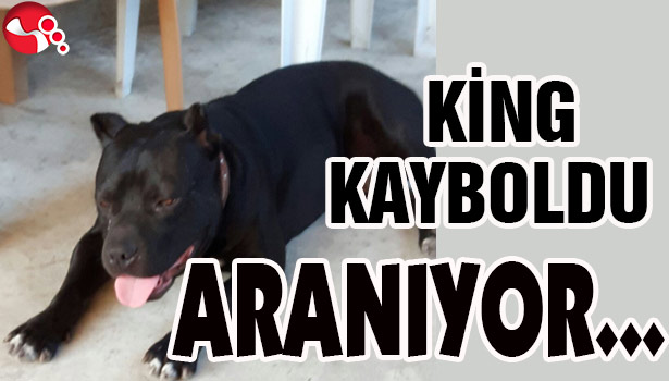 KİNG kayboldu... Her yerde ARANIYOR...