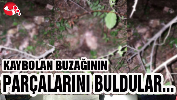 KAYBOLAN BUZAĞININ PARÇALARINI BULDULAR...