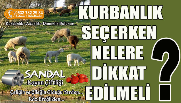 KURBANLIK SEÇERKEN NELERE DİKKAT EDİLMELİ