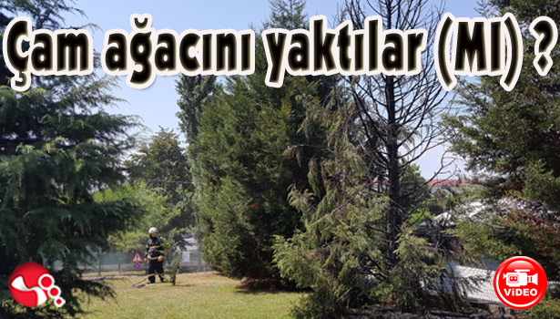 Çam ağacını yaktılar (MI)?