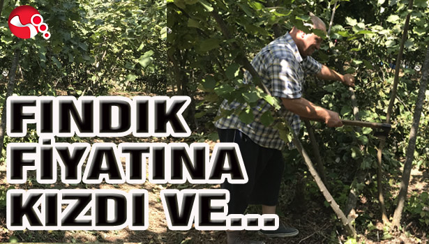 FINDIK FİYATINA KIZDI VE...