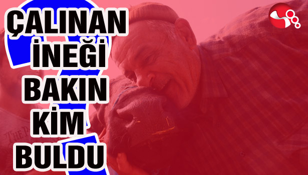 ÇALINAN İNEĞİ BAKIN KİM BULDU?