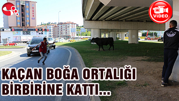 KAÇAN BOĞA ORTALIĞI BİRBİRİNE KATTI...