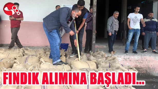 FINDIK ALIMINA BAŞLADI...