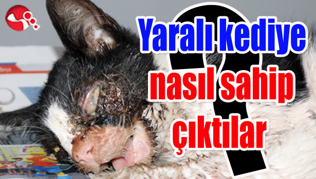 Yaralı kediye nasıl sahip çıktılar?