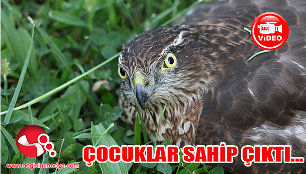 Yaralı ŞAHİN'E çocuk şefkati...