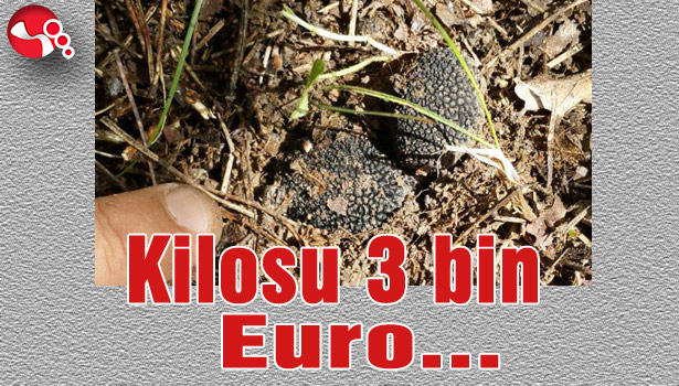Kilosu 3 bin Euro