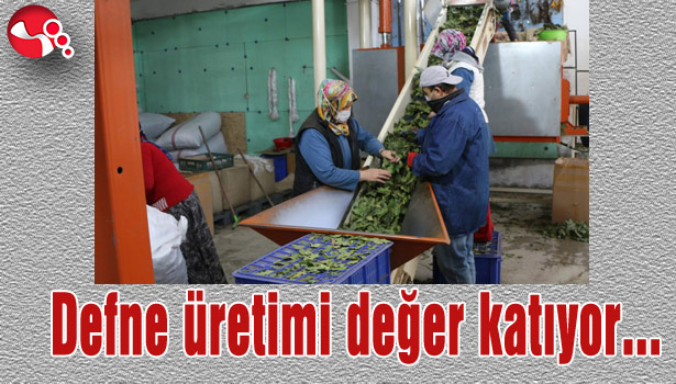 Defne üretimi değer katıyor