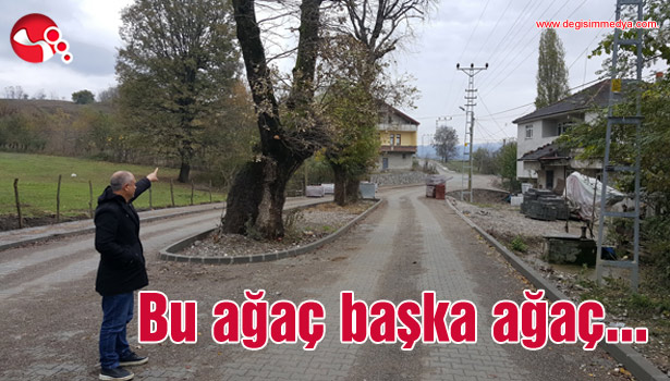 Bu ağaç başka ağaç...