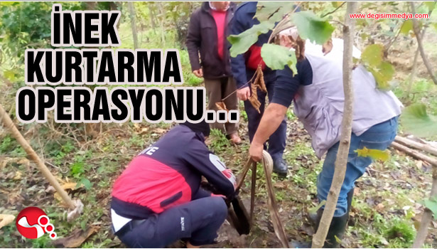 İNEK KURTARMA OPERASYONU...