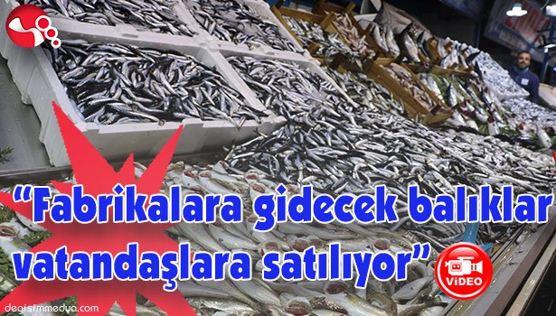 FABRİKALARA GİDECEK BALIKLAR VATANDAŞLARA SATILIYOR!