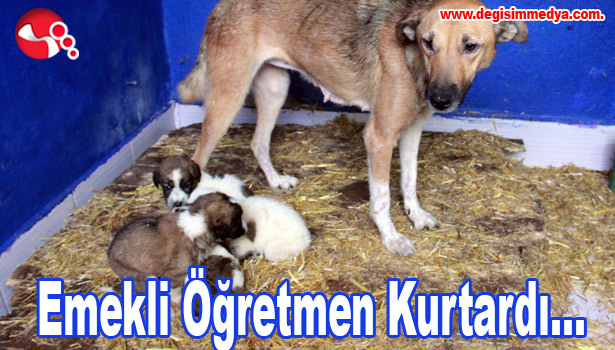 Emekli Öğretmen Kurtardı...