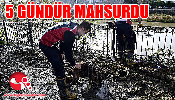 5 gündür mahsurdu... İtfaiye kurtardı...