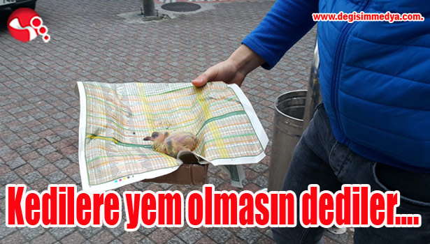 Kedilere yem olmasın dediler....
