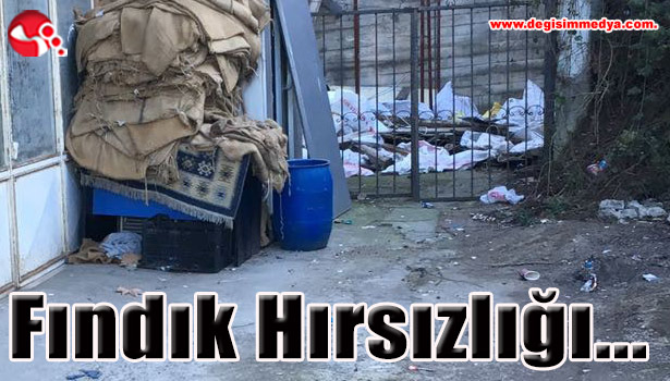 Fındık hırsızlığı...