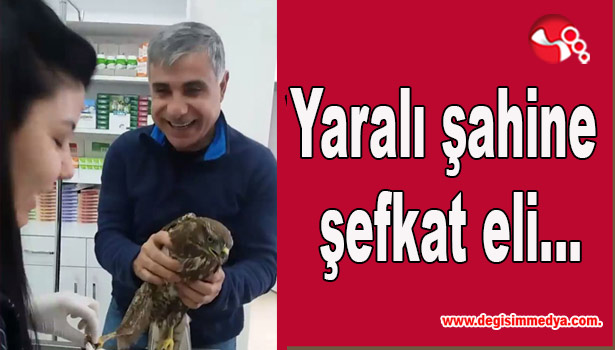 Yaralı şahine şefkat eli uzandı...